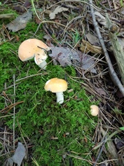 Russula katarinae