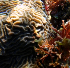 Pseudodiploria clivosa