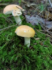 Russula katarinae