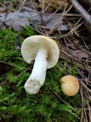 Russula katarinae