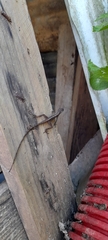 Anolis