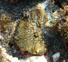 Pseudodiploria clivosa