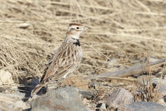 Melanocorypha mongolica
