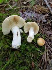 Russula katarinae