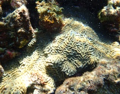 Pseudodiploria clivosa