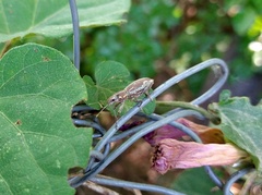 Naupactus xanthographus