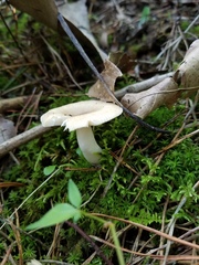 Russula pulverulenta