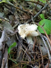 Russula pulverulenta