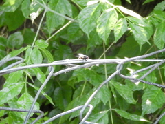Muscidae
