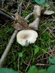 Russula pulverulenta