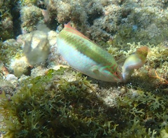 Halichoeres maculipinna