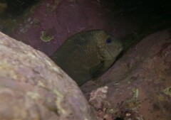 Microspathodon bairdii