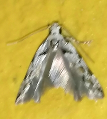 Neurophyseta