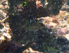 Neoniphon vexillarium