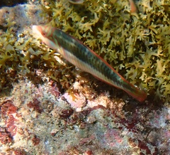 Halichoeres maculipinna