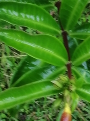 Allamanda cathartica