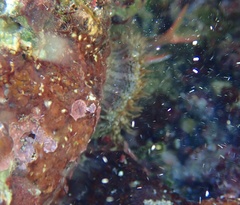 Bunodosoma granuliferum