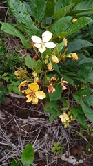 Hypericum aethiopicum