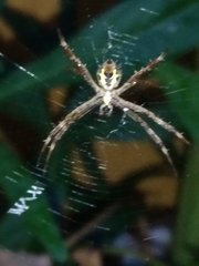 Argiope