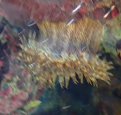 Bunodosoma granuliferum