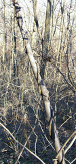 Wisteria frutescens