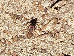 Phrynus operculatus