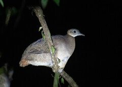 Tinamus guttatus
