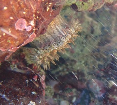 Bunodosoma granuliferum