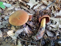 Boletus subvelutipes