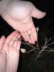 Rabdophaga strobiloides