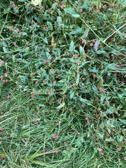 Persicaria sagittata