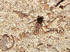 Phrynus operculatus