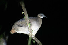 Tinamus guttatus