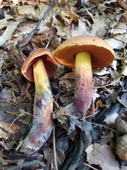 Boletus subvelutipes