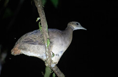 Tinamus guttatus