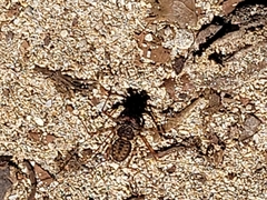 Phrynus operculatus