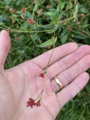 Persicaria sagittata