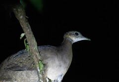Tinamus guttatus