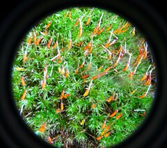 Atrichum undulatum