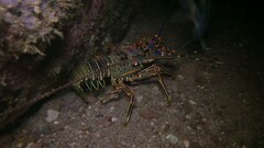 Panulirus inflatus