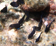Acanthurus tractus