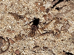 Phrynus operculatus