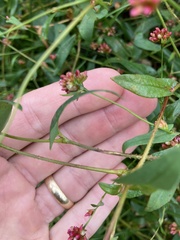 Persicaria sagittata