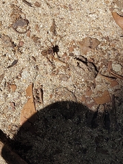 Phrynus operculatus