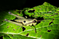 Ommatolampis perspicillata