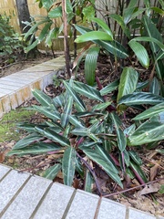 Excoecaria cochinchinensis