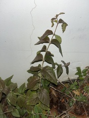 Ligustrum ovalifolium