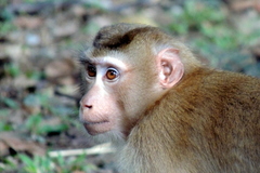 Macaca leonina