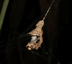 Spilasma duodecimguttata