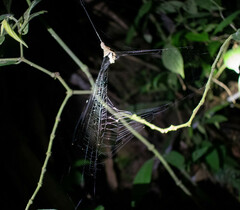 Spilasma duodecimguttata